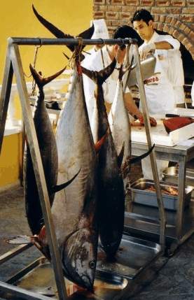 Thunfisch wird filetiert